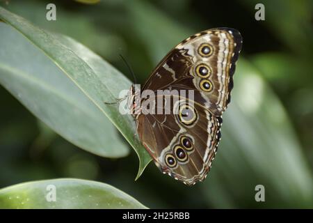 Ein gewöhnlicher Blauer Morpho-Schmetterling mit einem erstaunlichen braunen Ornament auf der Unterseite seiner Flügel, das auf einem grünen Blatt sitzt Stockfoto