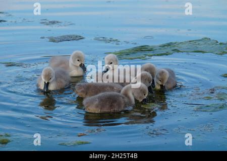 Schöne flauschige kleine Schwanenküken Stockfoto