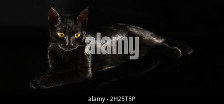 Tierporträt. Schwarz liegende Katze mit bernsteinfarbenen Augen auf schwarzem Hintergrund. Schöne stilvolle schwarze reinrassige Katze. Schwarze Katze verschwindet in den Schatten. Stockfoto