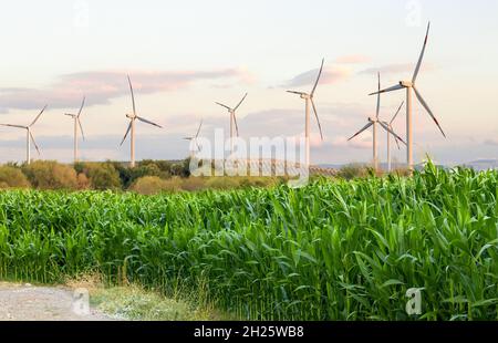 Landwirtschaftliche Felder im Vordergrund. Windmühlen im Hintergrund. Stockfoto