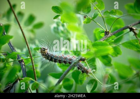 Nahaufnahme der Raupe der Zigeunermotte. Laub fressende Raupen. Makro. Stockfoto