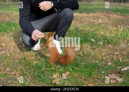 Das rote Eichhörnchen nimmt einem Mann eine ganze Walnuss aus der Hand Stockfoto