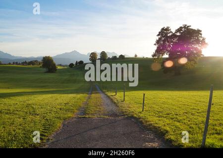 Ein Weg durch die grünen Wiesen des Allgaus in Bayern mit den Alpen im Hintergrund (Deutschland) Stockfoto