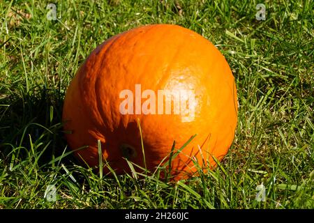 Ein schöner großer, reifer Kürbis in der Herbstsonne Stockfoto