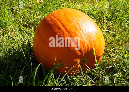 Ein schöner großer, reifer Kürbis in der Herbstsonne Stockfoto