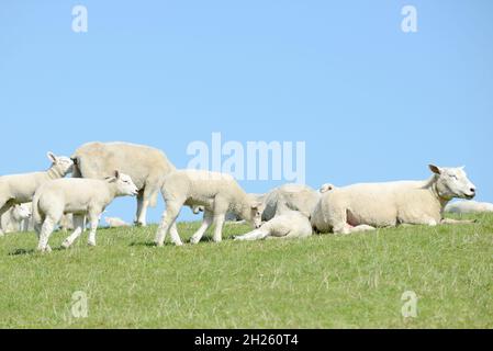 Herde von Schafen, Schafen und Lämmern auf der Wiese Stockfoto