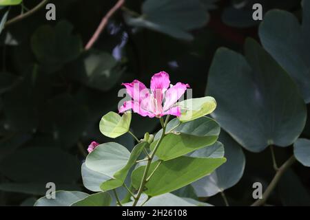 Bauhinia-Blütenbild. Bild von Blütenblatt, Bestäubung rosa Farbe Blume es ist schön natürlich Stockfoto