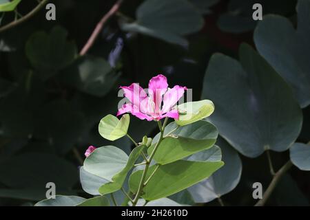 Bauhinia-Blütenbild. Bild von Blütenblatt, Bestäubung rosa Farbe Blume es ist schön natürlich Stockfoto