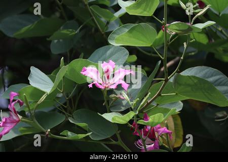 Bauhinia-Blütenbild. Bild von Blütenblatt, Bestäubung rosa Farbe Blume es ist schön natürlich Stockfoto