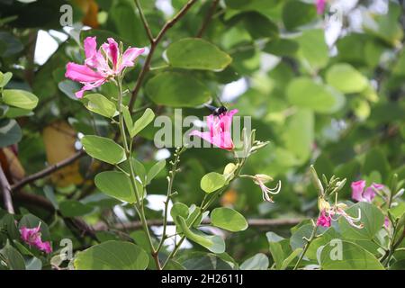 Bauhinia-Blütenbild. Bild von Blütenblatt, Bestäubung rosa Farbe Blume es ist schön natürlich Stockfoto