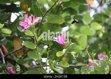 Bauhinia-Blütenbild. Bild von Blütenblatt, Bestäubung rosa Farbe Blume es ist schön natürlich Stockfoto