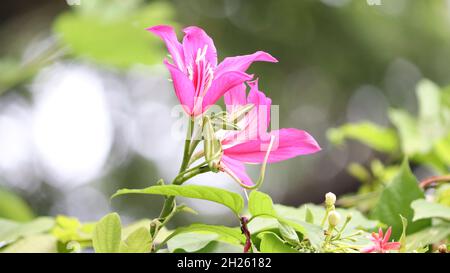 Bauhinia-Blütenbild. Bild von Blütenblatt, Bestäubung rosa Farbe Blume es ist schön natürlich Stockfoto