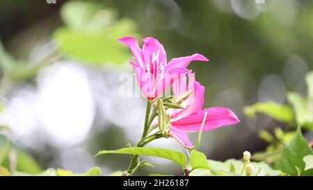 Bauhinia-Blütenbild. Bild von Blütenblatt, Bestäubung rosa Farbe Blume es ist schön natürlich Stockfoto