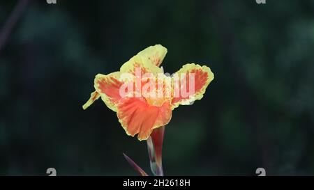 Schöne gelbe und orange Canna Lilie mit grünen Blättern im Hintergrund Spinnenlilien Wissenschaftlicher Name: Hymenocallis mit unscharfem Hintergrund Stockfoto