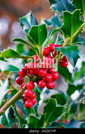 Rote Beeren von Stechpalme, Ilex aquifolium, im Oktober im mediterranen Wald Stockfoto