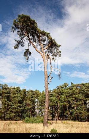 Einzelner Baum vor Wald mit einem gebrochenen Ast Stockfoto