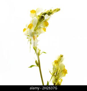 Vertikales Foto, Linaria vulgaris, der gewöhnliche Toadflachs, gelber Toadflachs oder Butter und Eier, ist eine Art von Toadflachs, in Europa heimisch, weißer Backgroun Stockfoto
