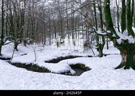 Otzarreta Buchenwald im baskenland im verschneiten Winter Stockfoto