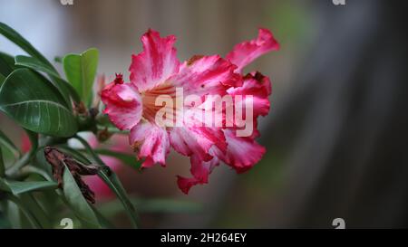 Adenium obesum oder Wüstenrose Blume mit grünem Blatt. Stockfoto