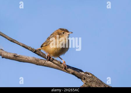 Zitting cisticola (Cisticola juncidis) in einem Baum, Andalusien, Spanien. Stockfoto