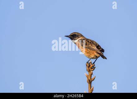 Europäischer Steinechat (Saxicola rubicola) auf der Spitze eines Zweiges, Andalusien, Spanien. Stockfoto