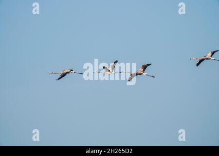 Jugendlicher Großflamingos im Flug (Phoenicopterus roseus) im Guadalhorce Reservat, Malaga, Spanien. Stockfoto