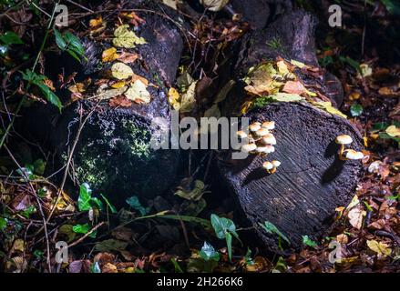 Currabinny, Cork, Irland. Oktober 2021. Schwefeltuft-Pilze, die aus einem verfallenden Baumstumpf auf dem Waldboden von Currabinny Woods, Co. Cork, Irland, wachsen. - Bild; David Creedon / Alamy Live News Stockfoto