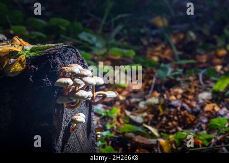 Currabinny, Cork, Irland. Oktober 2021. Schwefeltuft-Pilze, die aus einem verfallenden Baumstumpf auf dem Waldboden von Currabinny Woods, Co. Cork, Irland, wachsen. - Bild; David Creedon / Alamy Live News Stockfoto