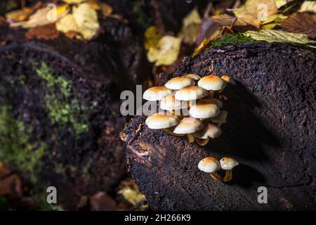 Currabinny, Cork, Irland. Oktober 2021. Schwefeltuft-Pilze, die aus einem verfallenden Baumstumpf auf dem Waldboden von Currabinny Woods, Co. Cork, Irland, wachsen. - Bild; David Creedon / Alamy Live News Stockfoto