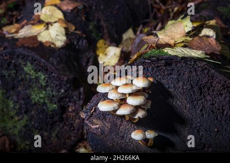 Currabinny, Cork, Irland. Oktober 2021. Schwefeltuft-Pilze, die aus einem verfallenden Baumstumpf auf dem Waldboden von Currabinny Woods, Co. Cork, Irland, wachsen. - Bild; David Creedon / Alamy Live News Stockfoto