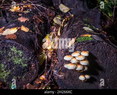 Currabinny, Cork, Irland. Oktober 2021. Schwefeltuft-Pilze, die aus einem verfallenden Baumstumpf auf dem Waldboden von Currabinny Woods, Co. Cork, Irland, wachsen. - Bild; David Creedon / Alamy Live News Stockfoto