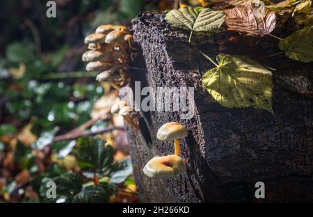 Currabinny, Cork, Irland. Oktober 2021. Schwefeltuft-Pilze, die aus einem verfallenden Baumstumpf auf dem Waldboden von Currabinny Woods, Co. Cork, Irland, wachsen. - Bild; David Creedon / Alamy Live News Stockfoto