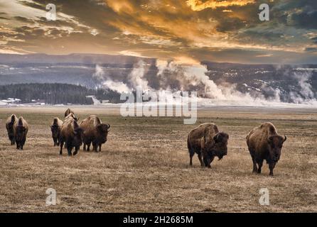 Aufnahme einer Herde amerikanischer Bisons (Bison Bison) im Yellowstone Park mit wunderschönem Himmel Stockfoto