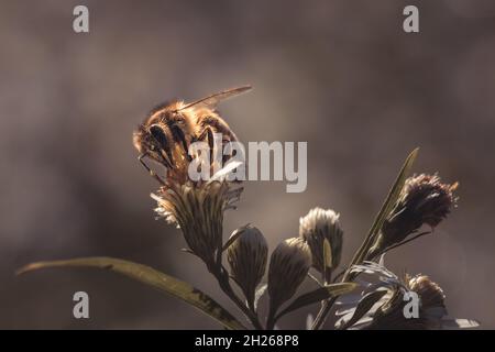 Europäische Honigbiene bestäubt eine weiße Blume von gemeiner Gänseblümchen Stockfoto