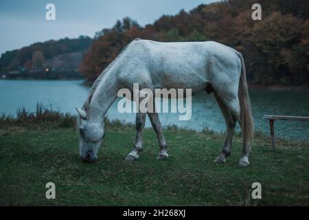 Weißes schönes Pferd grast auf einer Wiese in der Nähe eines Bergsees und frisst grünes Gras. Wildgraues Pferd steht in der Nähe des Sees. Stockfoto