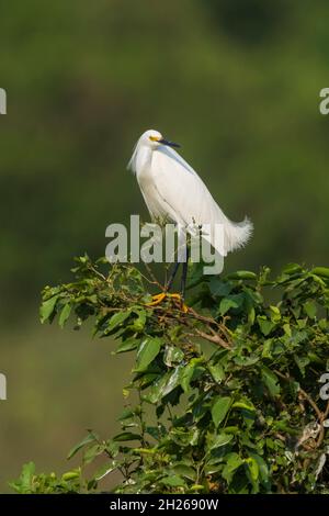 Schneegreiher in Pantanal-Umgebung, Mato Grosso, Brasilien Stockfoto