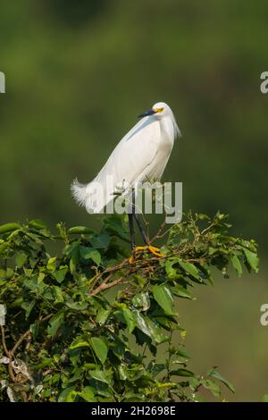 Schneegreiher in Pantanal-Umgebung, Mato Grosso, Brasilien Stockfoto