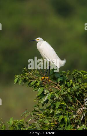 Schneegreiher in Pantanal-Umgebung, Mato Grosso, Brasilien Stockfoto