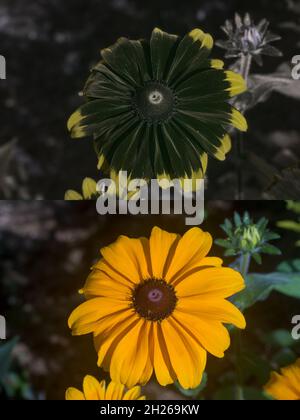 Vergleich normales Tageslicht und UV-UV-reflektiertes Licht auf Sonnenblume, Aster Gänseblümchen, Kegelblume Rudbeckia zeigt unsichtbare Muster für den Menschen Stockfoto