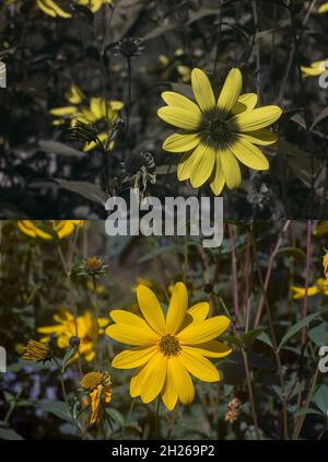 Vergleich normales Tageslicht und UV-UV-reflektiertes Licht auf Sonnenblume, Aster Gänseblümchen, Kegelblume Rudbeckia zeigt unsichtbare Muster für den Menschen Stockfoto
