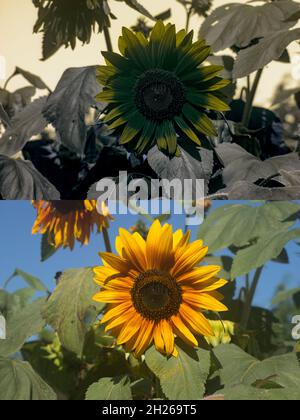 Vergleich normales Tageslicht und UV-UV-reflektiertes Licht auf Sonnenblume, Aster Gänseblümchen, Kegelblume Rudbeckia zeigt unsichtbare Muster für den Menschen Stockfoto