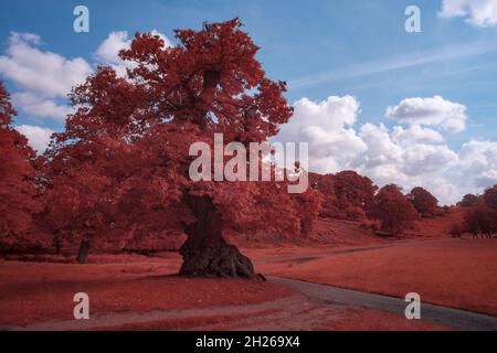 Fagus sylvatica Castanea sativa Quercus robur Bäume Chloroplast in gesunden Blättern reflektieren Wärme infrarotes Tageslicht und erscheinen rot wie in aerochromfolie Stockfoto