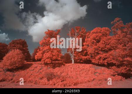 Fagus sylvatica Castanea sativa Quercus robur Bäume Chloroplast in gesunden Blättern reflektieren Wärme infrarotes Tageslicht und erscheinen rot wie in aerochromfolie Stockfoto