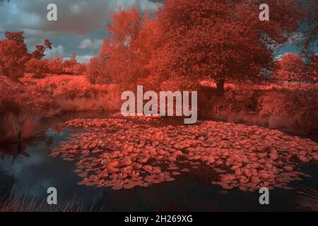 Fagus sylvatica Quercus robur Bäume Chloroplast in gesunden Blatt reflektieren Wärme infrarotes Tageslicht und erscheinen rot wie in aerochromfolie Stockfoto