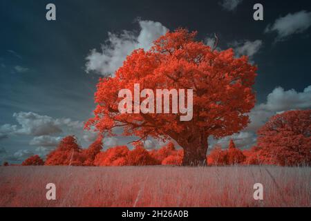 Fagus sylvatica Castanea sativa Quercus robur Bäume Chloroplast in gesunden Blättern reflektieren Wärme infrarotes Tageslicht und erscheinen rot wie in aerochromfolie Stockfoto