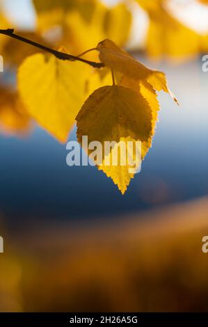 Herbstgelbe Blätter auf der Birke bei Sonnenuntergang. Selektiver Fokus, unscharfer Hintergrund. Schöner Herbst Natur Hintergrund. Stockfoto