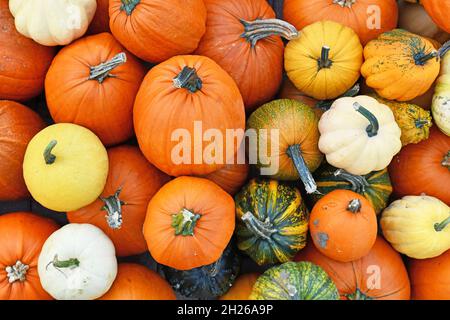 Draufsicht auf eine Mischung verschiedener saisonaler Kürbisse und Kürbisse Stockfoto