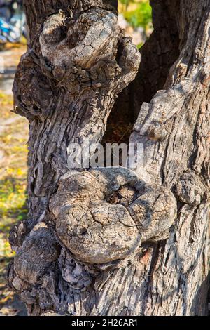 Baumrinde . Extreme Nahaufnahme.Knarrierte Baumrinde-Textur. Stock-Bild. Stockfoto
