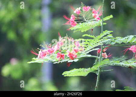 Caesalpinia die roten Blüten des Baumes namens Botanical Caesalpinia Ulcherrima Stockfoto