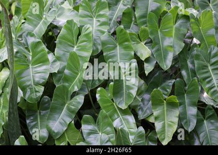Alasania Geruch Laub (Nacht duftende Lilie oder Riesen aufrechte Elefantenohr), exotische tropische Blatt, isoliert auf grünem Hintergrund Stockfoto